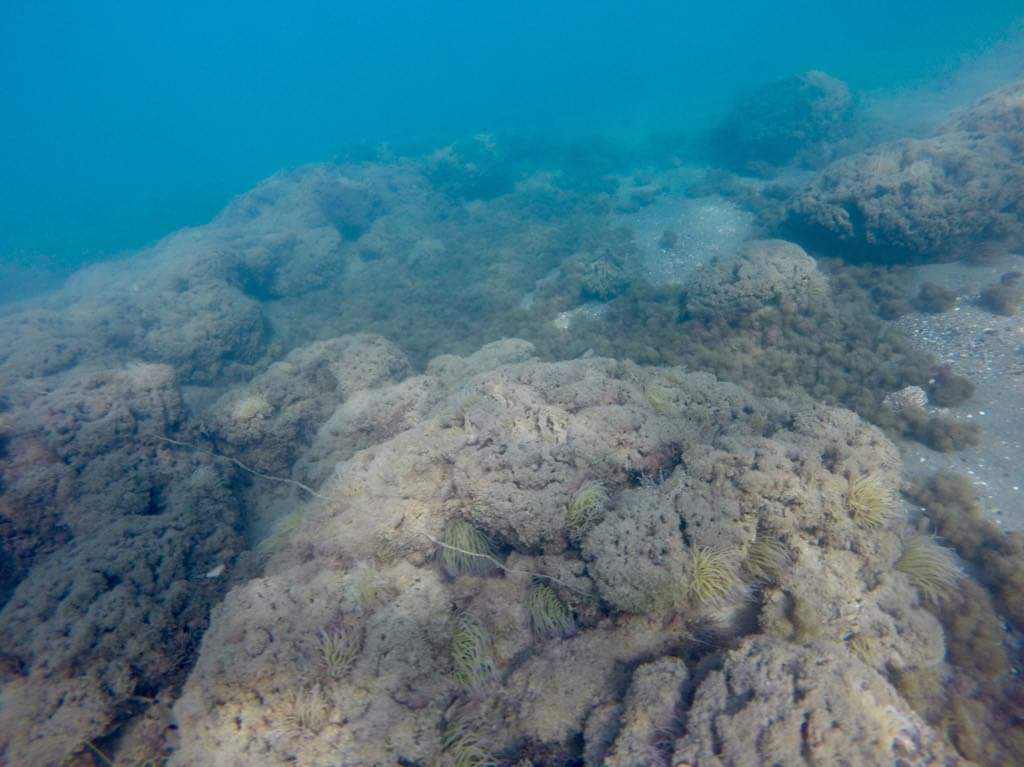 Andiamo a scoprire sottacqua il nostro reef